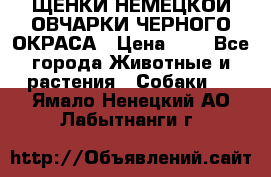 ЩЕНКИ НЕМЕЦКОЙ ОВЧАРКИ ЧЕРНОГО ОКРАСА › Цена ­ 1 - Все города Животные и растения » Собаки   . Ямало-Ненецкий АО,Лабытнанги г.